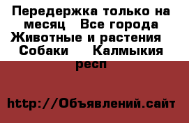 Передержка только на месяц - Все города Животные и растения » Собаки   . Калмыкия респ.